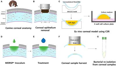 Antimicrobial activity of cell-free supernatant derived from Ligilactobacillus animalis SWLA-1 in a novel ex vivo canine corneal infection model